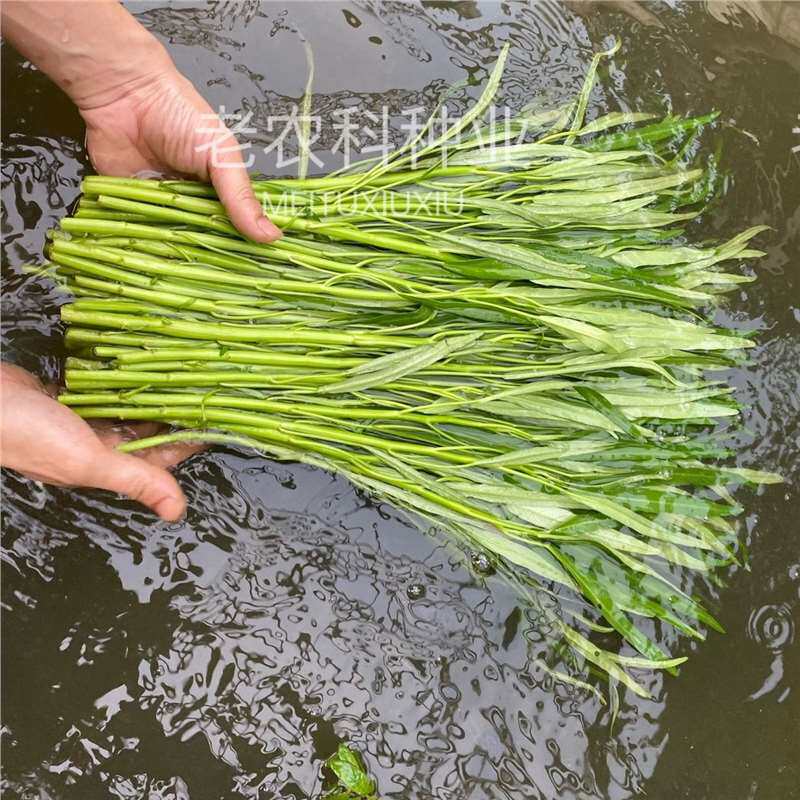 柳叶青梗空心菜种子四季高产青骨通心菜小叶耐热耐寒雍菜蔬菜种籽