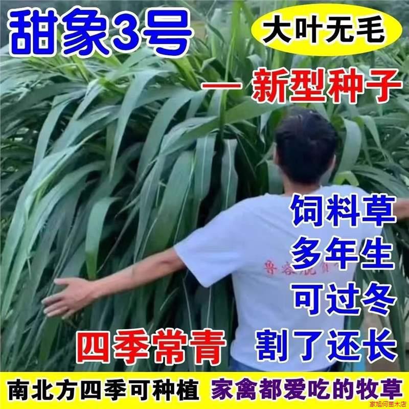 无毛甜象草牧草种子养殖牛羊猪鱼各种家禽专用多年生四季耐寒草籽