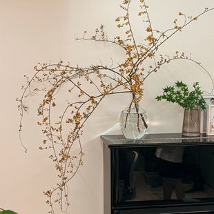 南蛇藤山归来天然植物鲜切枝条水培侘寂可做干花客厅桌面树枝日系