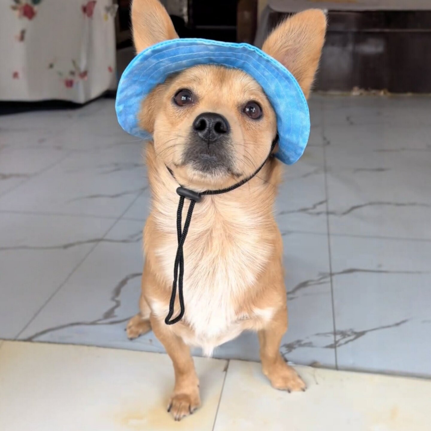 狗狗防晒帽露耳朵夏季宠物中小型犬遮阳渔夫帽子猫咪太阳帽装饰品