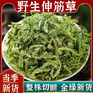 野生伸筋草中药材的功效与作用石松舒申筋骨生筋草粉小伸筋草泡脚