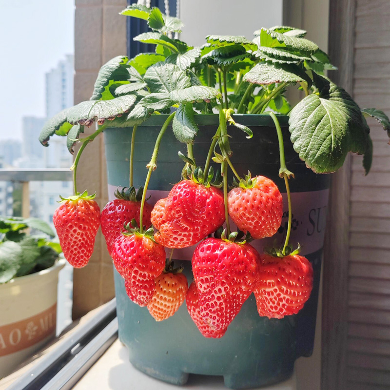 草莓当年结果新苗带土果苗四季草莓苗秧盆栽奶油红颜草莓原盆原土