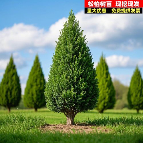 柏树树苗 塔柏 扁柏松柏侧柏树苗圆柏松树宝塔松龙柏刺苗绿化常青