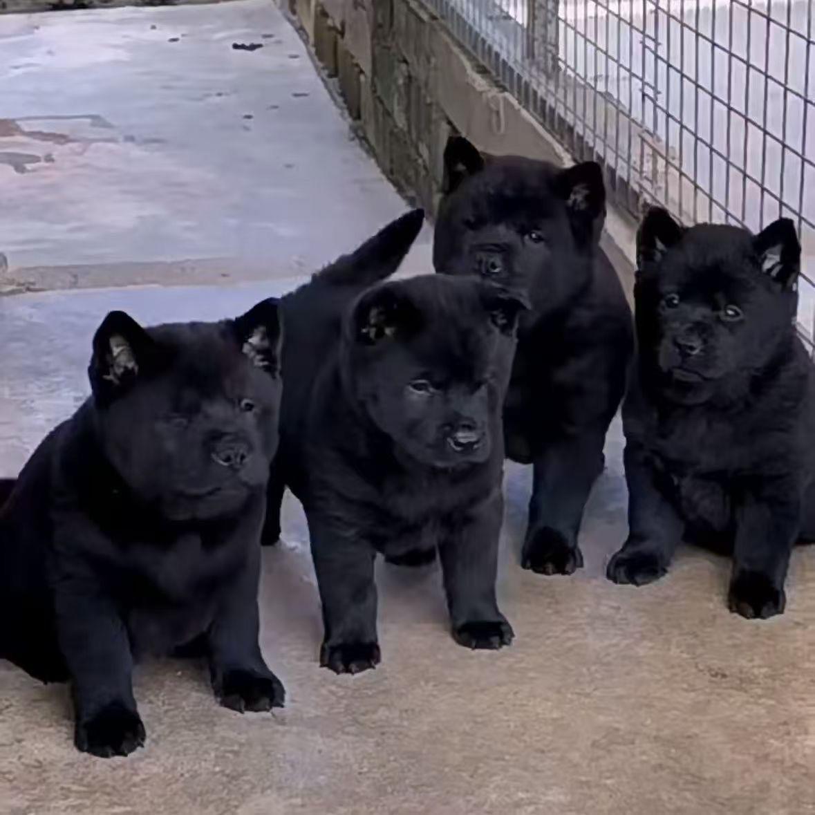 五黑犬猫耳小狗广西土猎犬看门狗狗狗