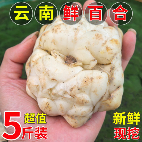 2025云南新鲜百合新鲜现挖粉糯