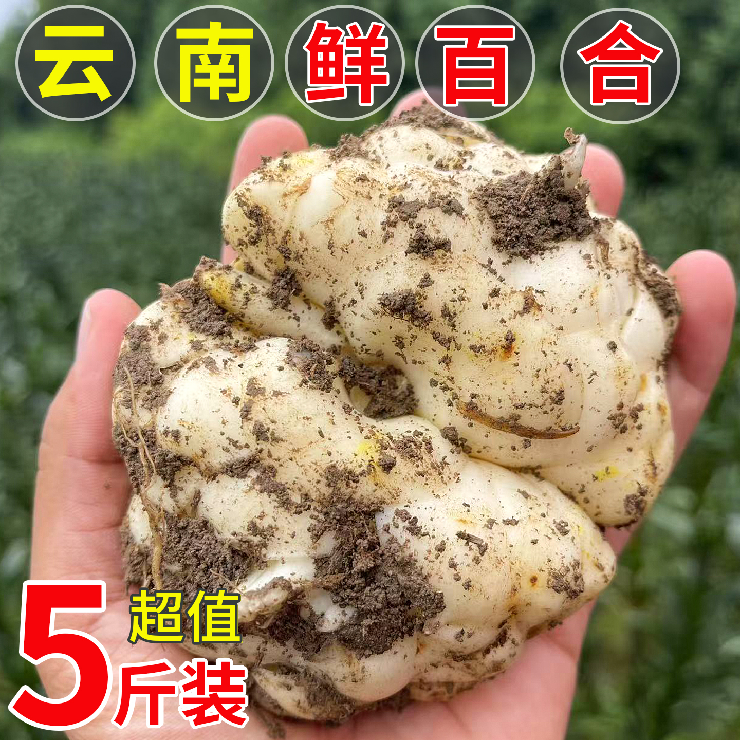 2025云南新鲜百合新鲜现挖粉糯