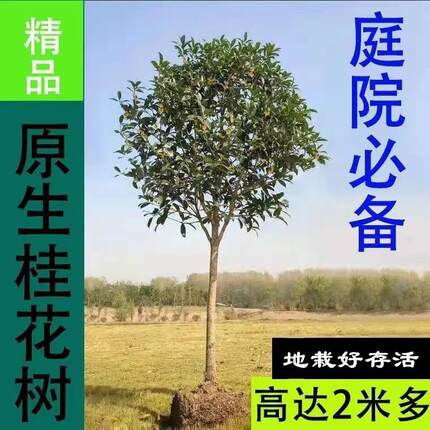 地栽树大型桂花庭院原生八月金桂丹桂花四季常青大树