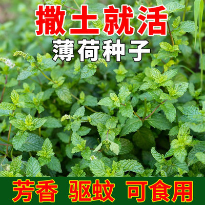 可食用薄荷种子留兰香柠檬苗猫薄荷四季播种夏季驱蚊盆栽花种籽子