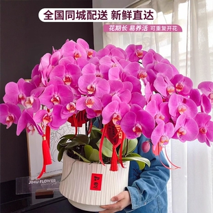 全国年宵花蝴蝶兰盆栽带真鲜花速递同城开业乔迁上海北京配送花店