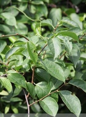 药食同源观果植物南蛇藤葛缆叶苗