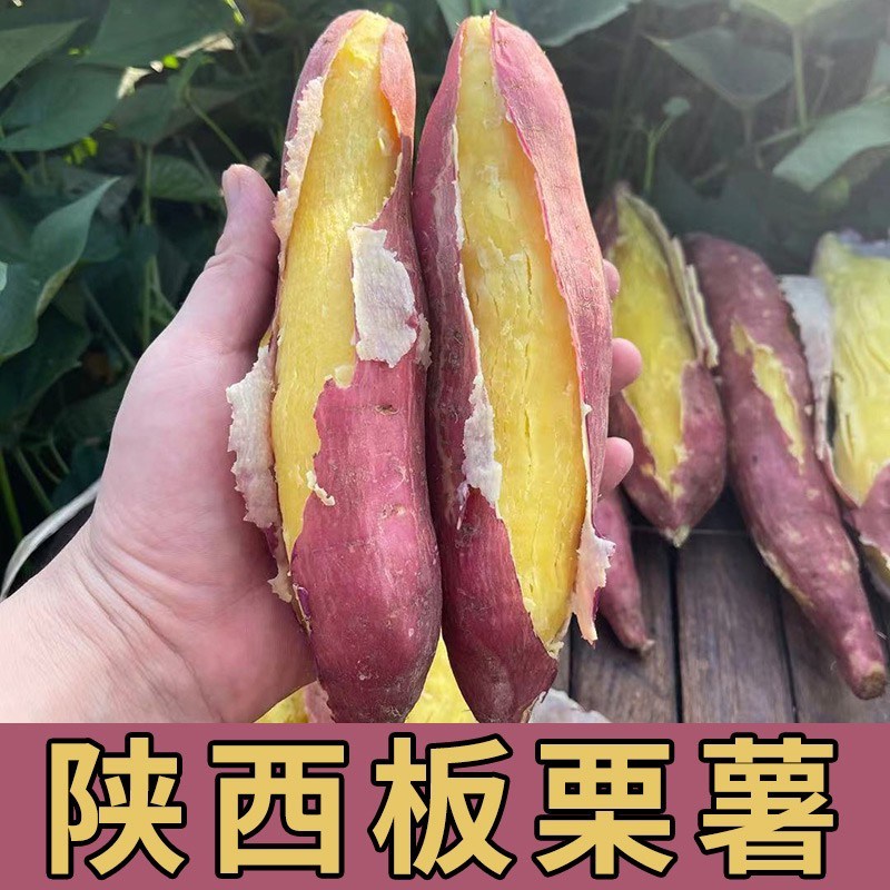 现挖陕西新鲜板栗红薯粉面无丝甘甜番薯粗粮香薯烤地瓜3/5斤代餐