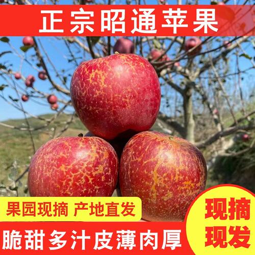 当季云南昭通丑苹果新鲜水果现摘现发原产地直发