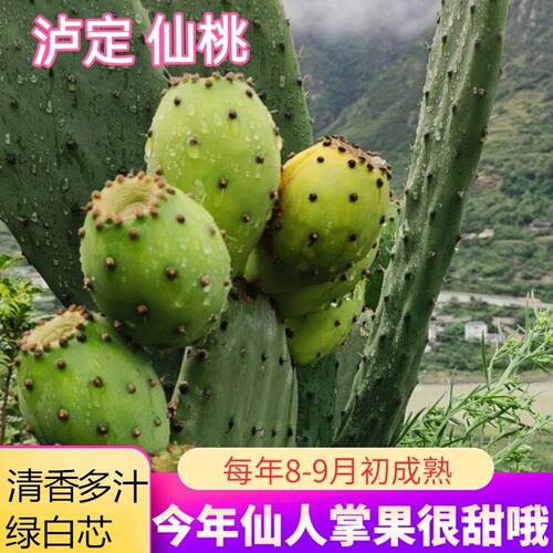 顺丰泸定仙桃四川高山仙人掌果当季新鲜时令不常见稀奇水果8月