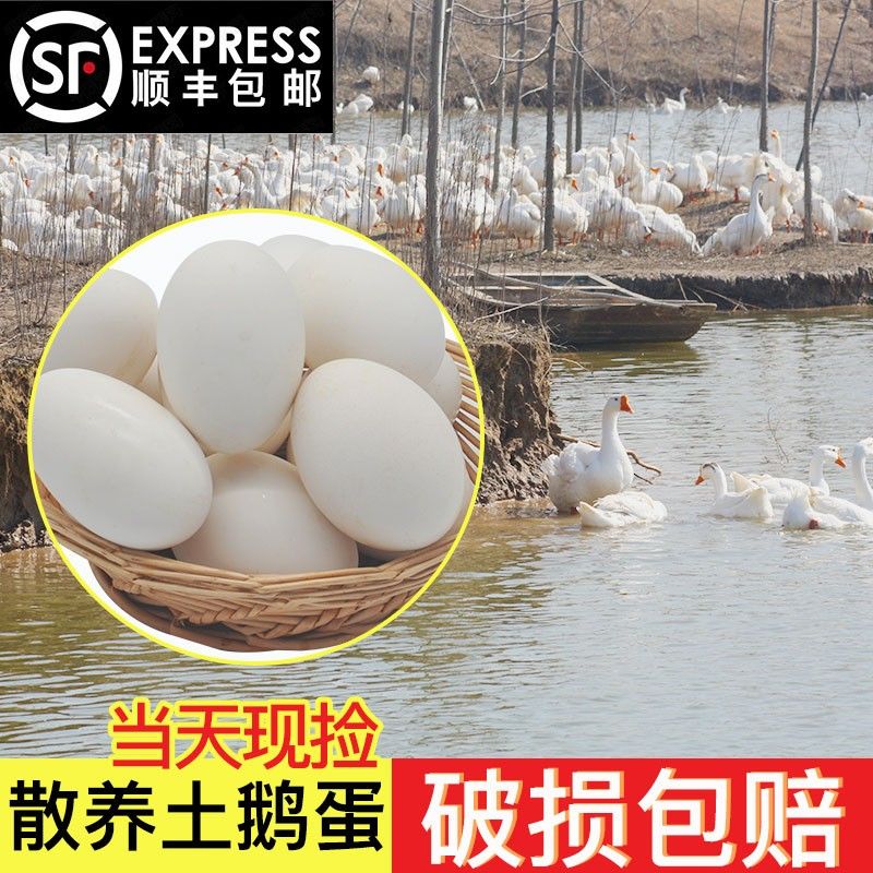 山东新鲜散养鹅蛋来自农家散养土鹅蛋正宗特产现捡大个生鹅蛋精品