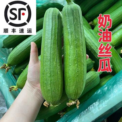 顺丰优选奶油香丝瓜苏北本地农家当天发绿皮丝瓜时令蔬菜东台丝瓜