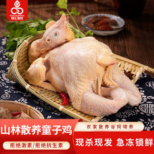 锅汇食材山林散养童子鸡新鲜现杀