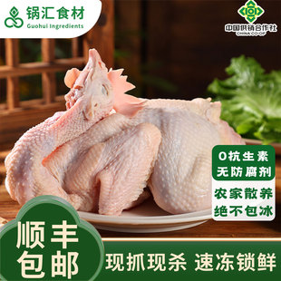 正宗老母鸡土鸡农村散养童子鸡走地鸡新鲜鸡肉现杀鸡整只生鲜公鸡