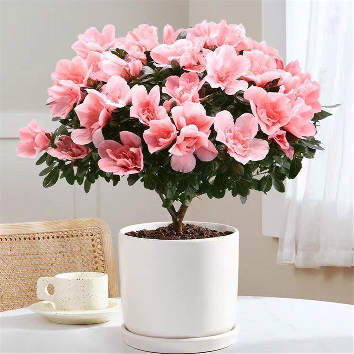 杜鹃花盆栽室内植物重瓣比