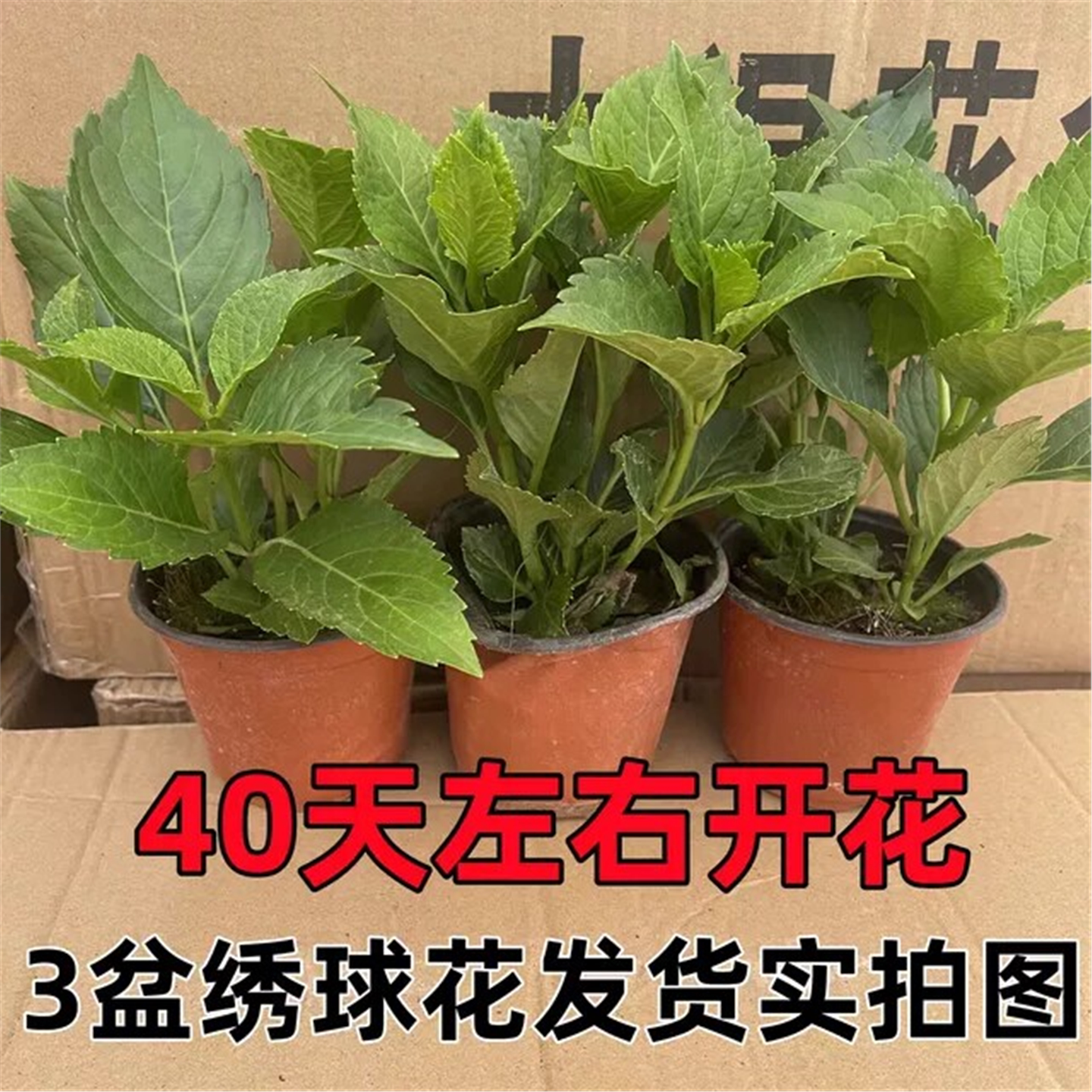 无尽夏绣球花苗盆栽重瓣大
