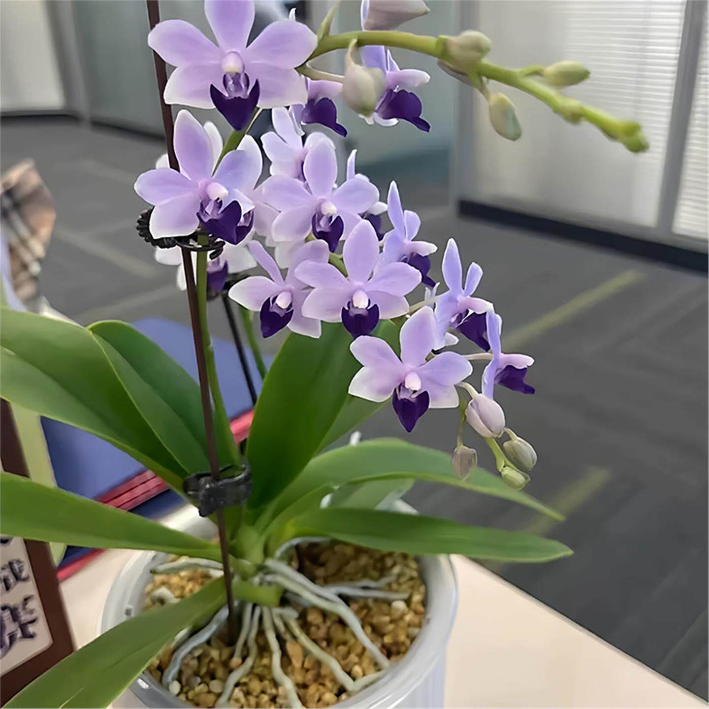 蝴蝶兰小茴紫带花剑进口品种多年生盆栽带花苞兰花苗吸色好养绿植