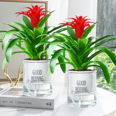 鸿运当头盆栽大红掌客厅摆