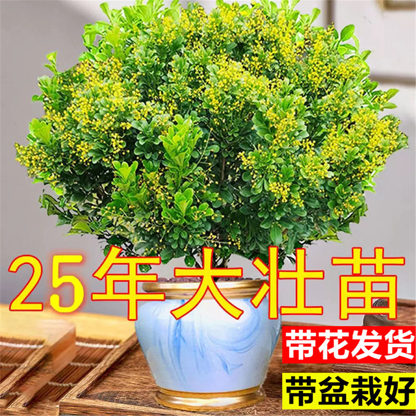 香水米兰花盆栽室内阳台好