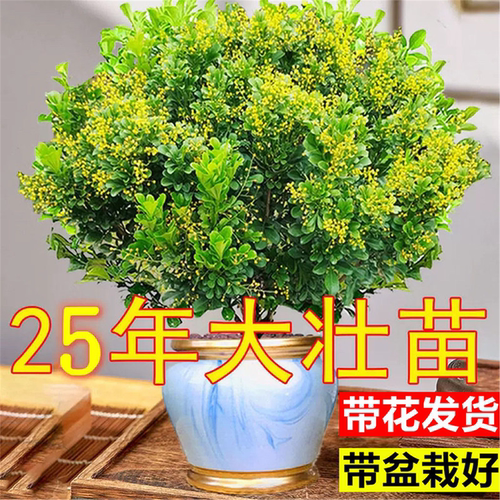 香水米兰花盆栽室内阳台好