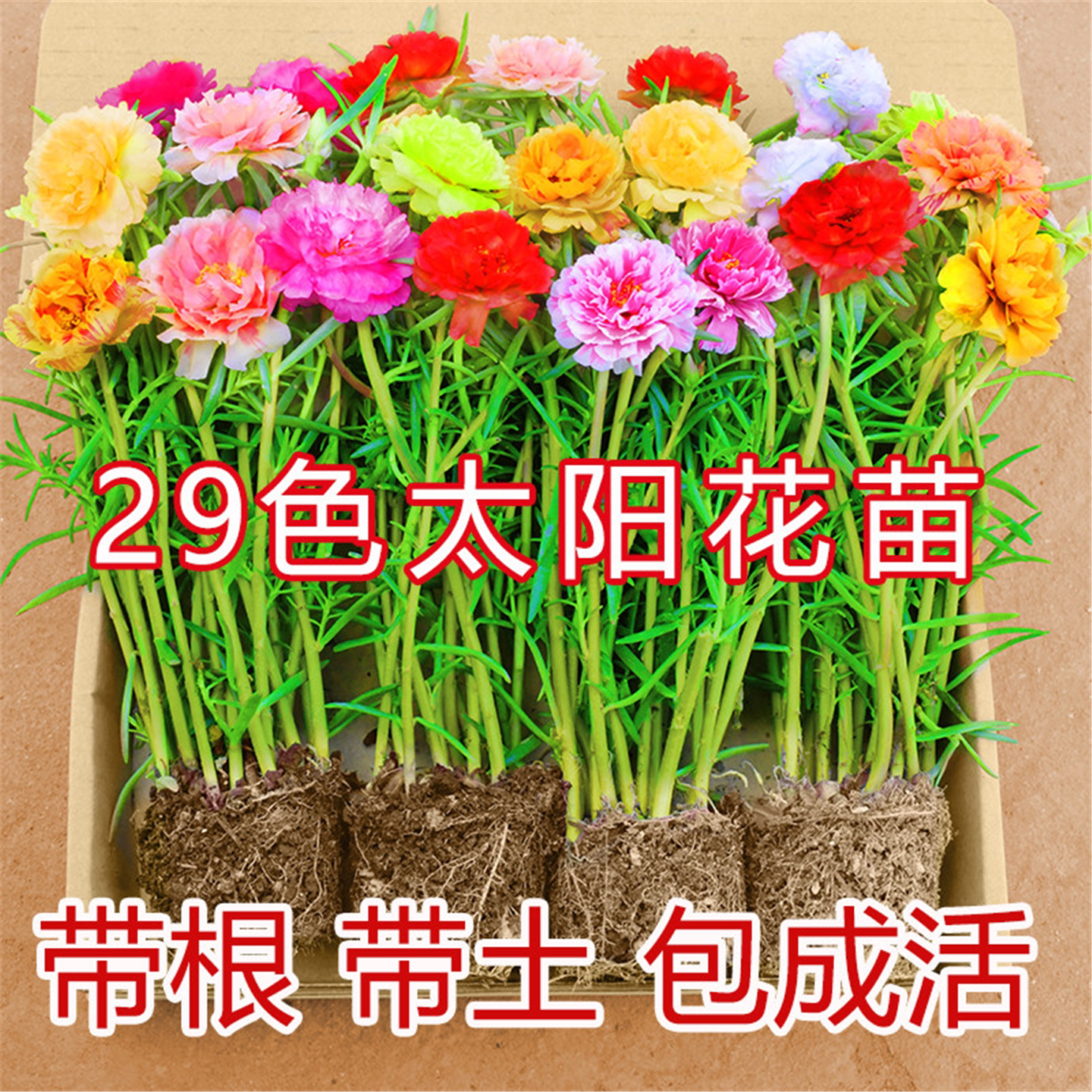 重瓣太阳花苗混色带根土苞图片