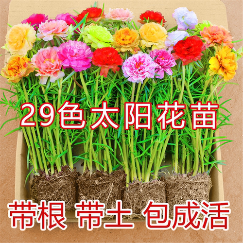重瓣太阳花苗混色带根土苞