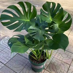 龟背竹大叶开背盆栽室内客厅绿植土培水培四季常青花卉净化空气