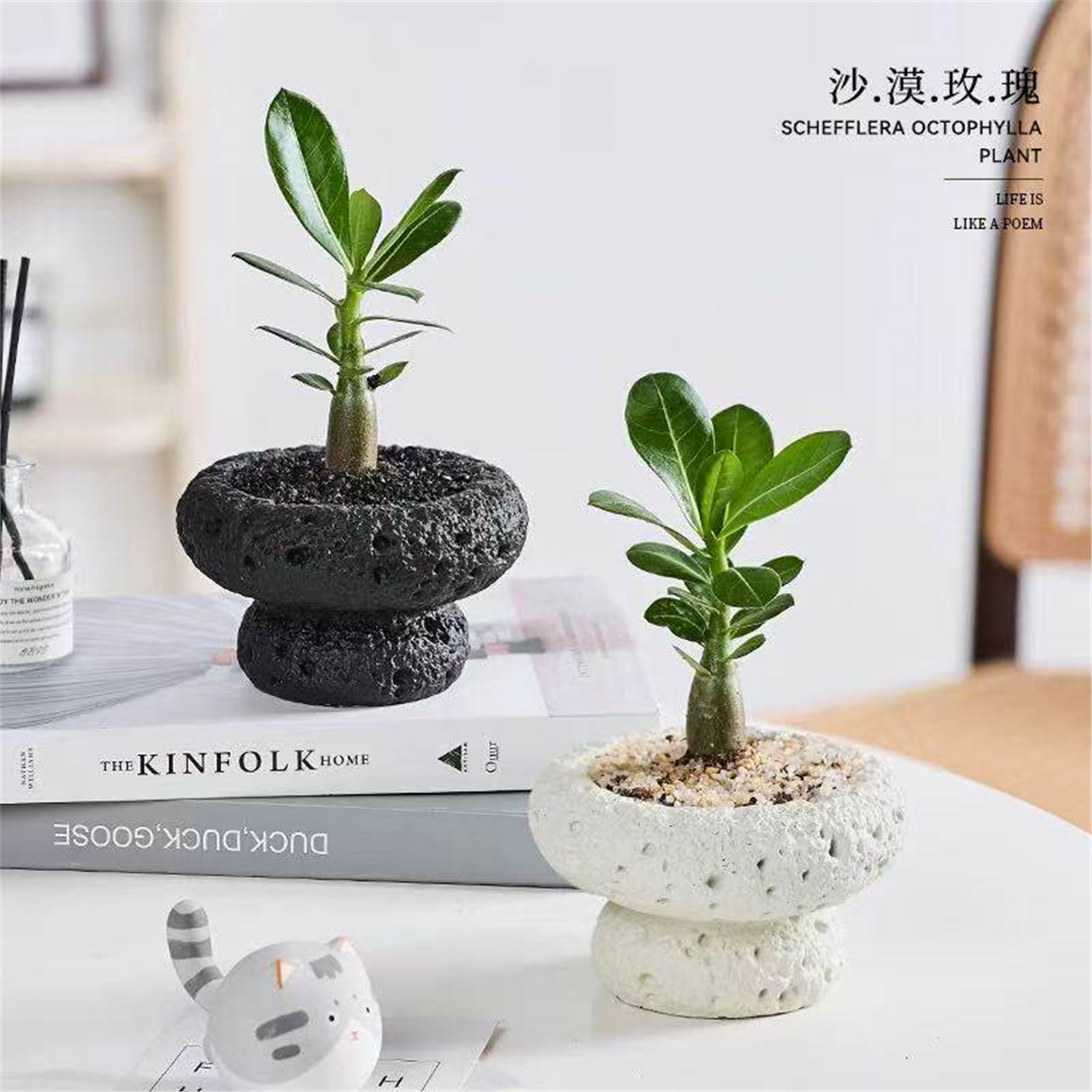 胖树沙漠玫瑰盆栽多肉植物