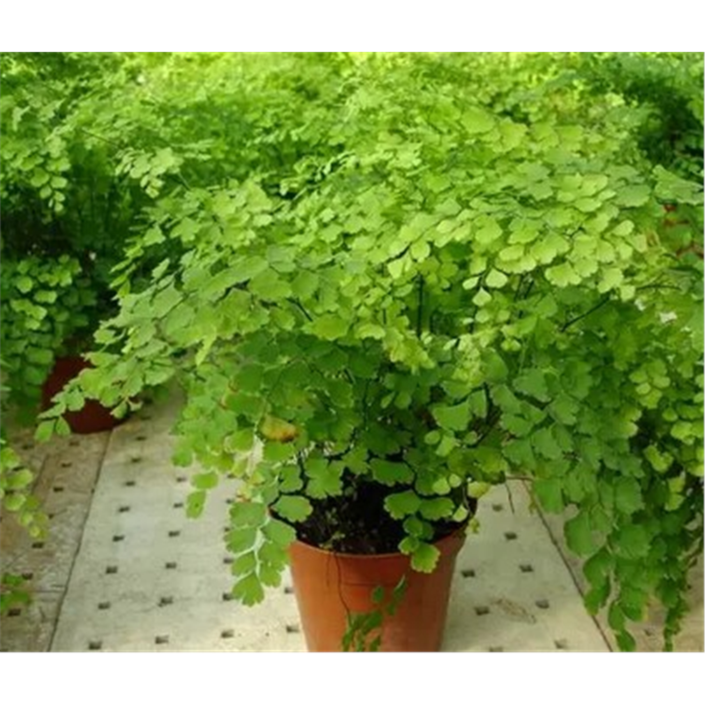 绿植花卉耐阴水培 铁线蕨盆栽铁丝草多年生常绿草本观叶绿植带土