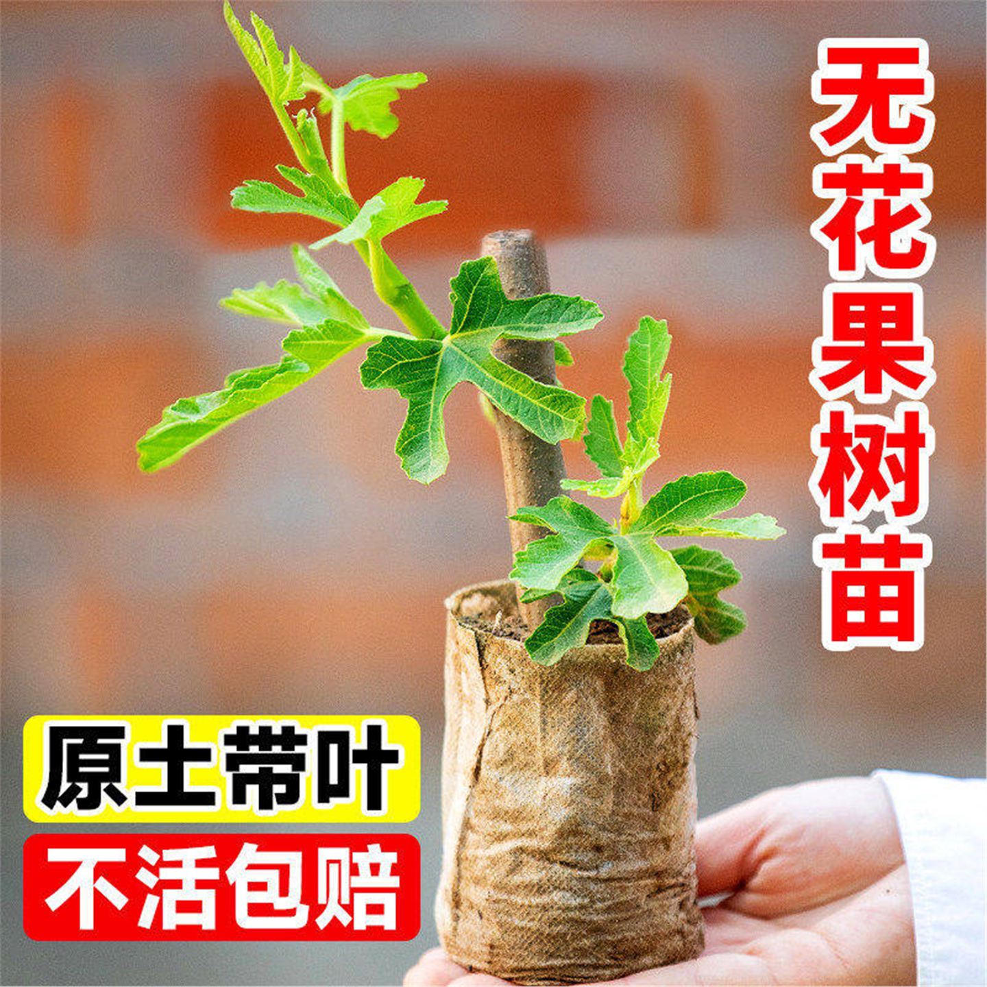 无花果树苗特大带土盆栽四