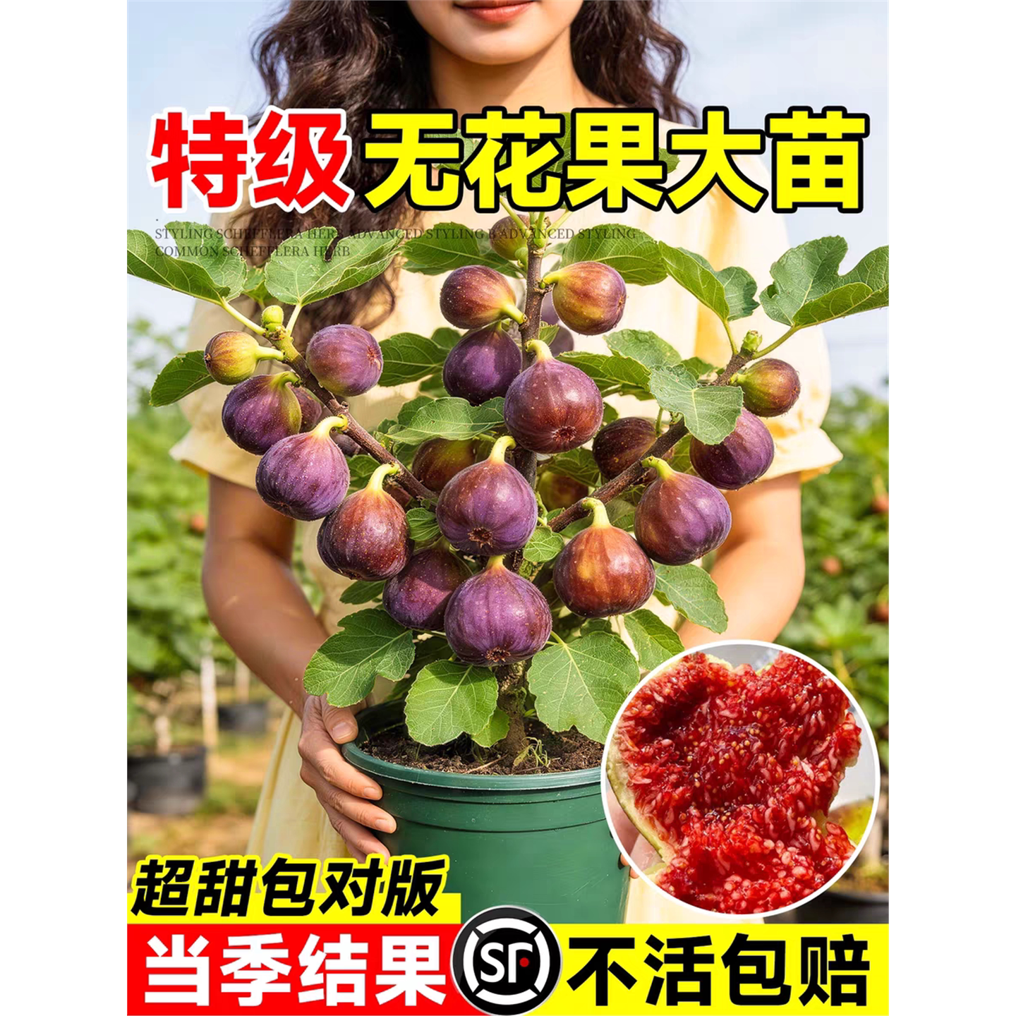 无花果树苗特大波姬红盆栽