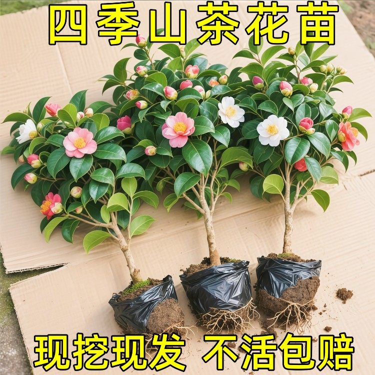 山茶花树苗五色赤丹盆栽花卉绿植物玫瑰花好养四季种开花阳台耐寒