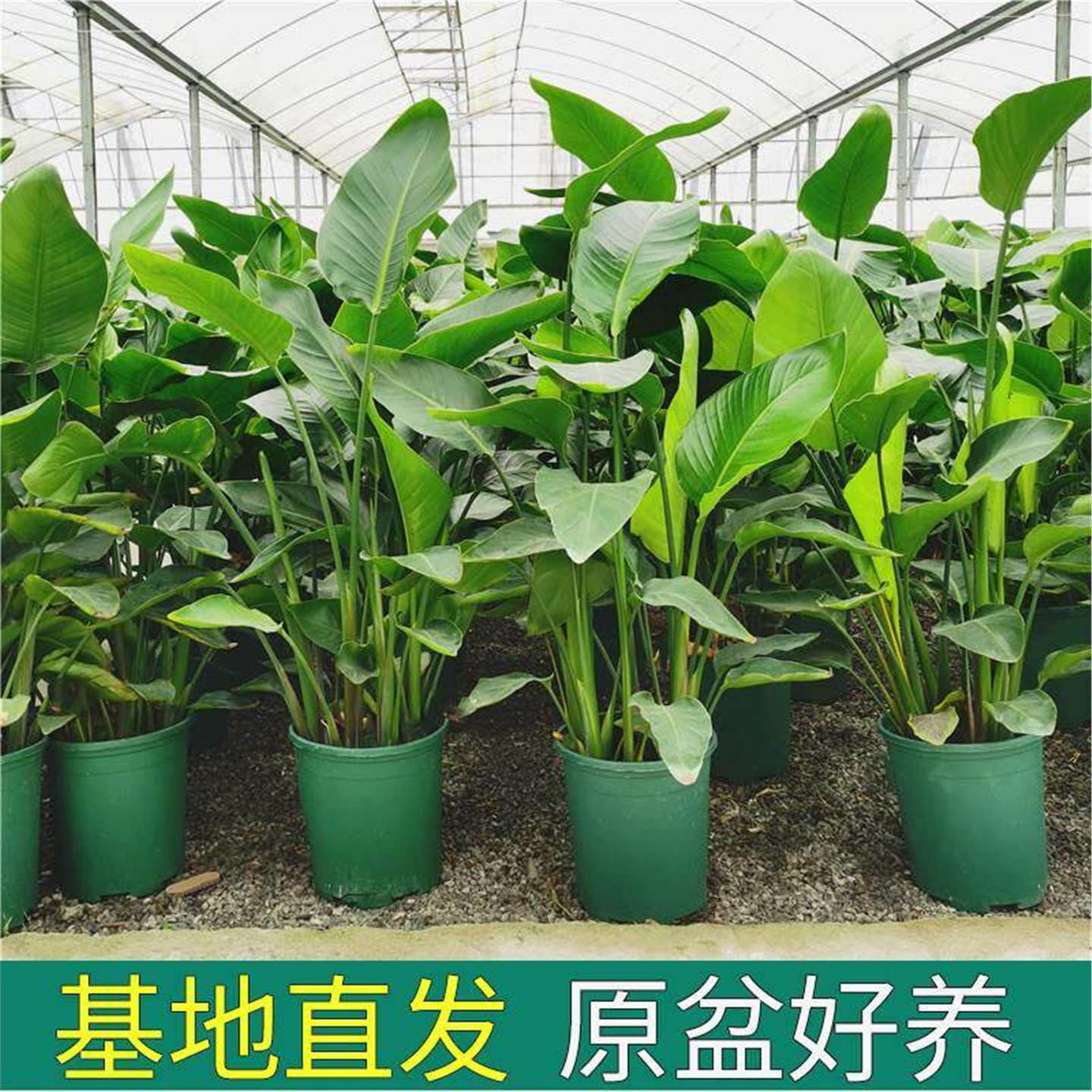 天堂鸟盆栽客厅室内好养大