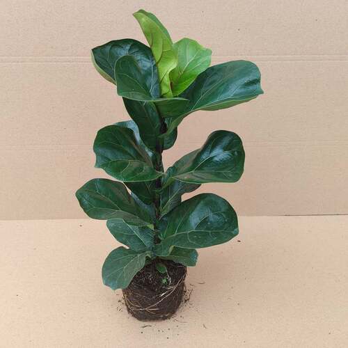 琴叶榕绿植盆栽卧室内客厅