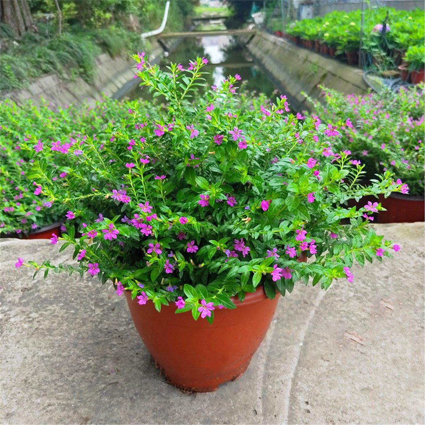 祥瑞花卉满天星孔雀草苗楼