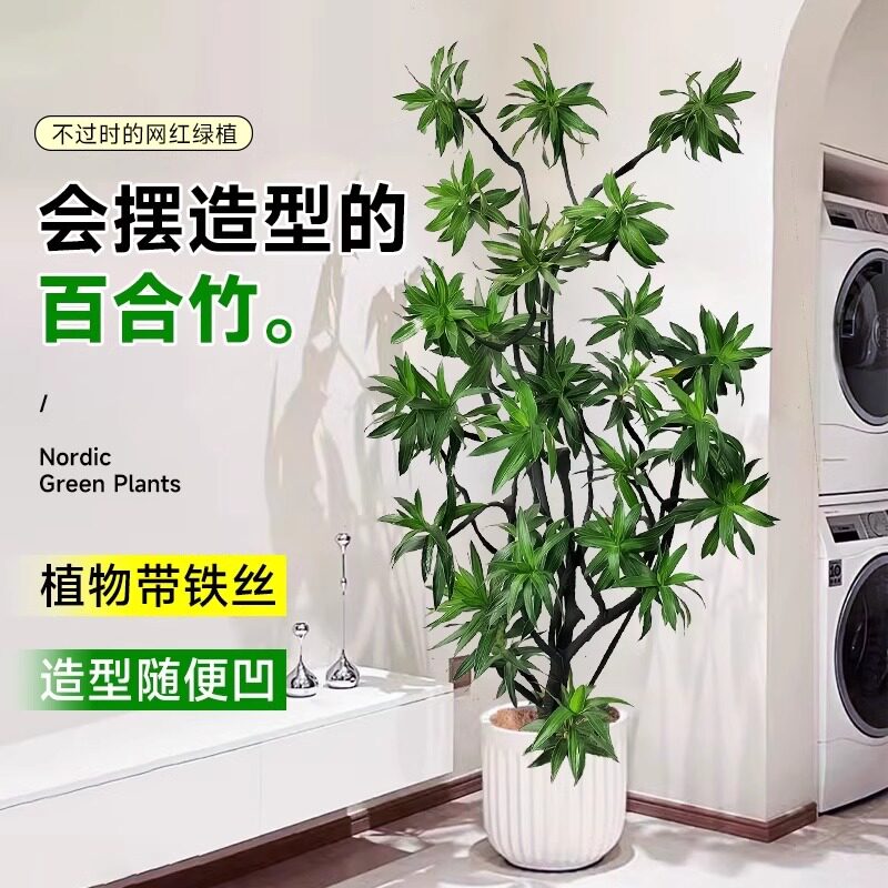 大型绿植百合竹客厅绿植物室内盆栽金边金心真花百合树竹造型老桩
