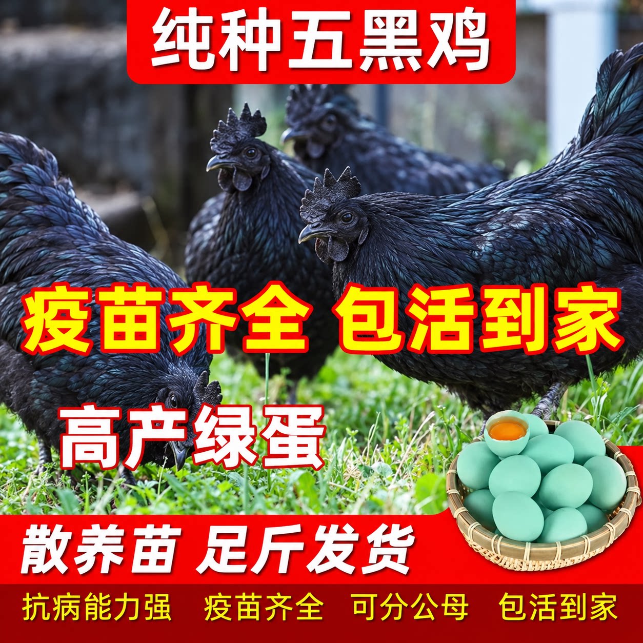 纯种五黑鸡活体乌骨绿壳蛋鸡