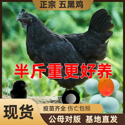 正宗半斤五黑鸡活苗小鸡乌骨鸡苗绿壳蛋土乌鸡半斤脱温鸡苗