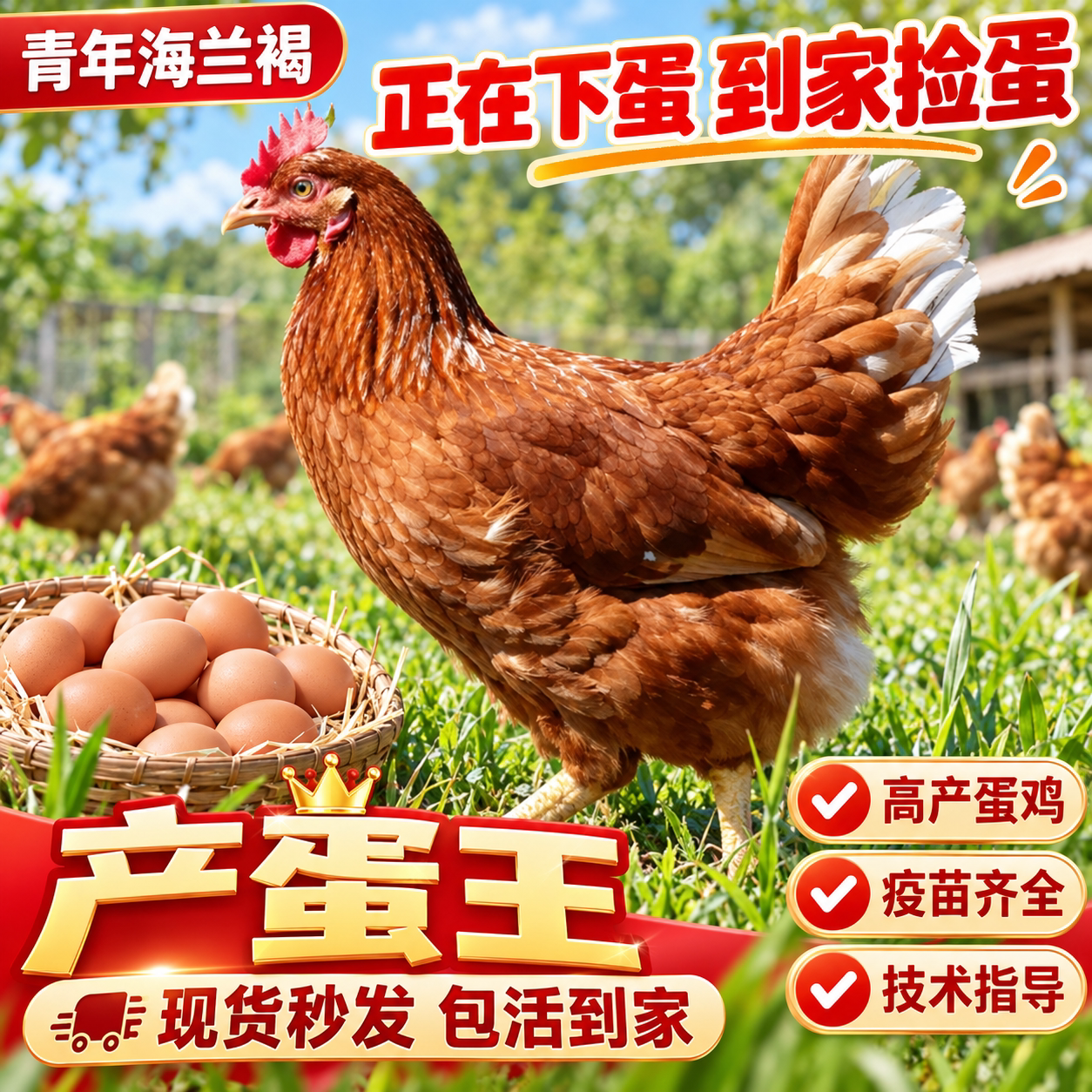 正宗海兰褐蛋鸡产蛋王青年鸡农家散养土鸡笨鸡蛋鸡便宜包邮