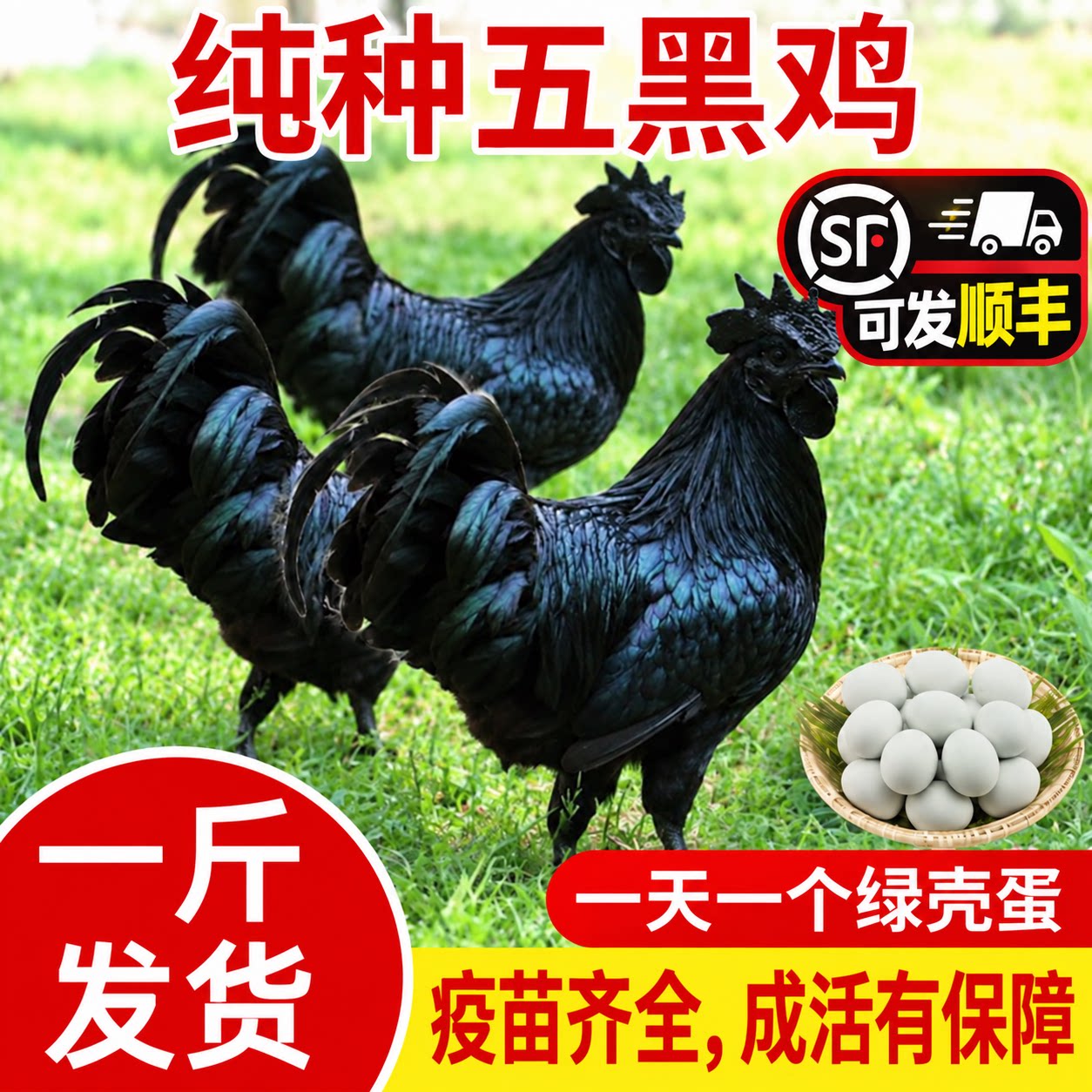 五黑鸡活体小鸡仔乌骨绿壳蛋鸡