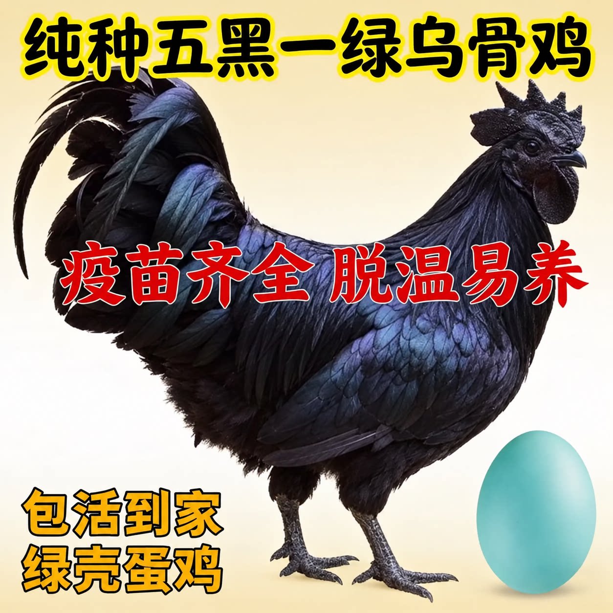 纯种五黑鸡苗小鸡活体脱温下蛋