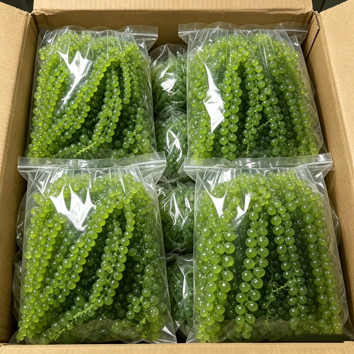 到手5袋超便宜】儿童即食海葡萄带料包绿色鱼子酱健康日料可批发
