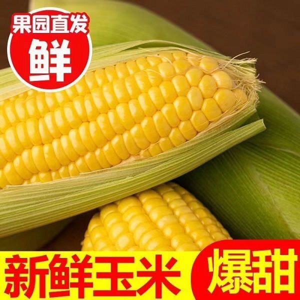 云南新鲜水果甜玉米产地现摘现发玉米棒子玉米新鲜蔬菜玉米/5/9斤