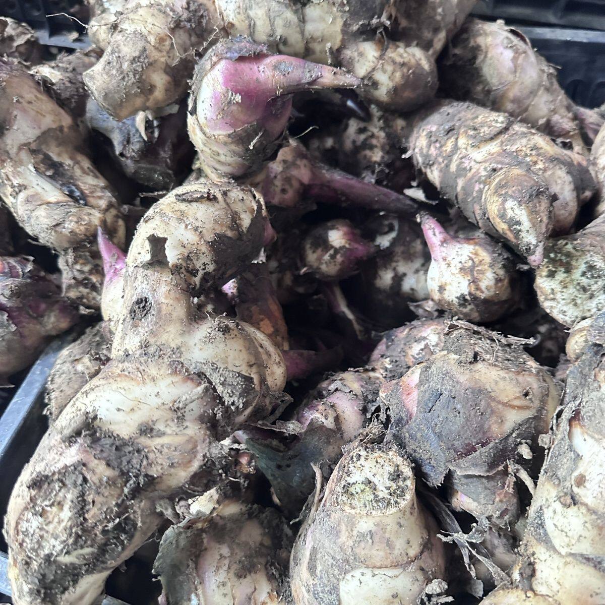 芭蕉芋头蕉芋儿种苗旱藕天然粗粮姜藕蕉木芋白金芋新鲜现挖食用