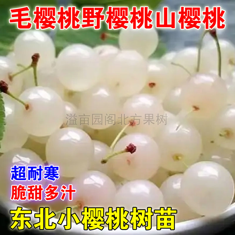 白毛樱桃树苗野白樱桃盆栽地栽南北方种植白玉小樱桃树苗当年结果