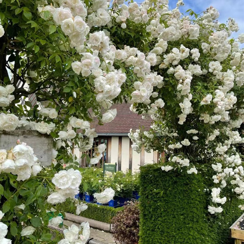 藤冰山月季大苗白色大型藤本四季爬藤玫瑰花苗白米农庭院阳台拱门