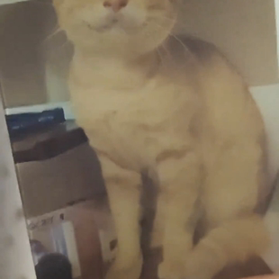 耄耋猫光栅卡猫猫变换明信片卡幻影哈吉马圆头西部菱斑响尾蛇小卡